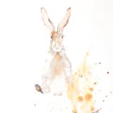 Hairy, the Jack Rabbit