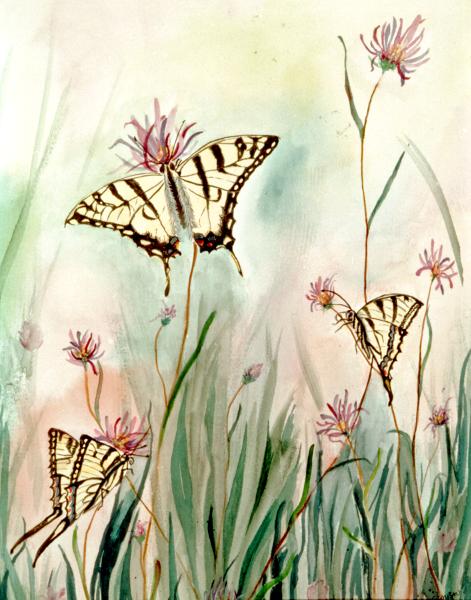 Monarchs Dining with Echinechea