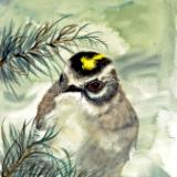 Golden Crowned Kinglet