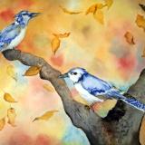 Autumn Jays