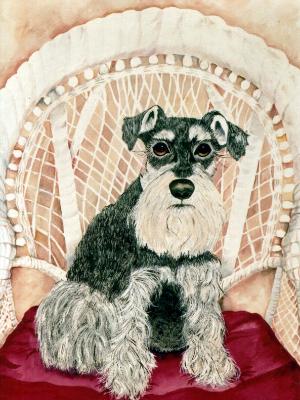 Schnauzer