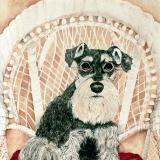 Schnauzer