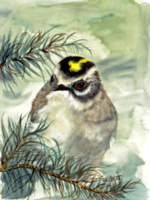 Golden Crowned Kinglet